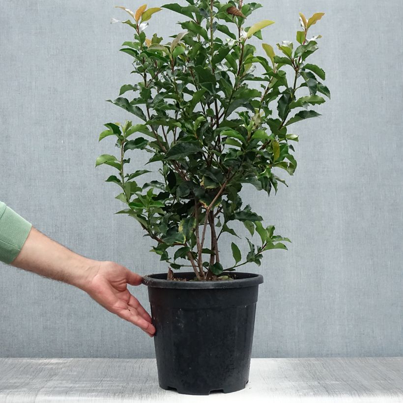 Photinia fraseri Magical Volcano - Christmas Berry 7.5L/10L pot sample as delivered in summer