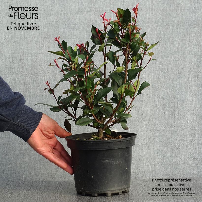 Photinia fraseri Nana - Christmas Berry 2L/3L pot sample as delivered in autumn