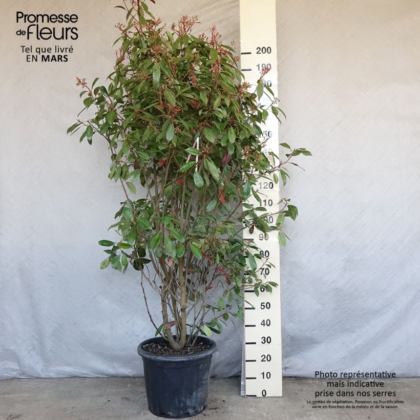 Photinia fraseri Red Robin - Christmas Berry sample as delivered in spring