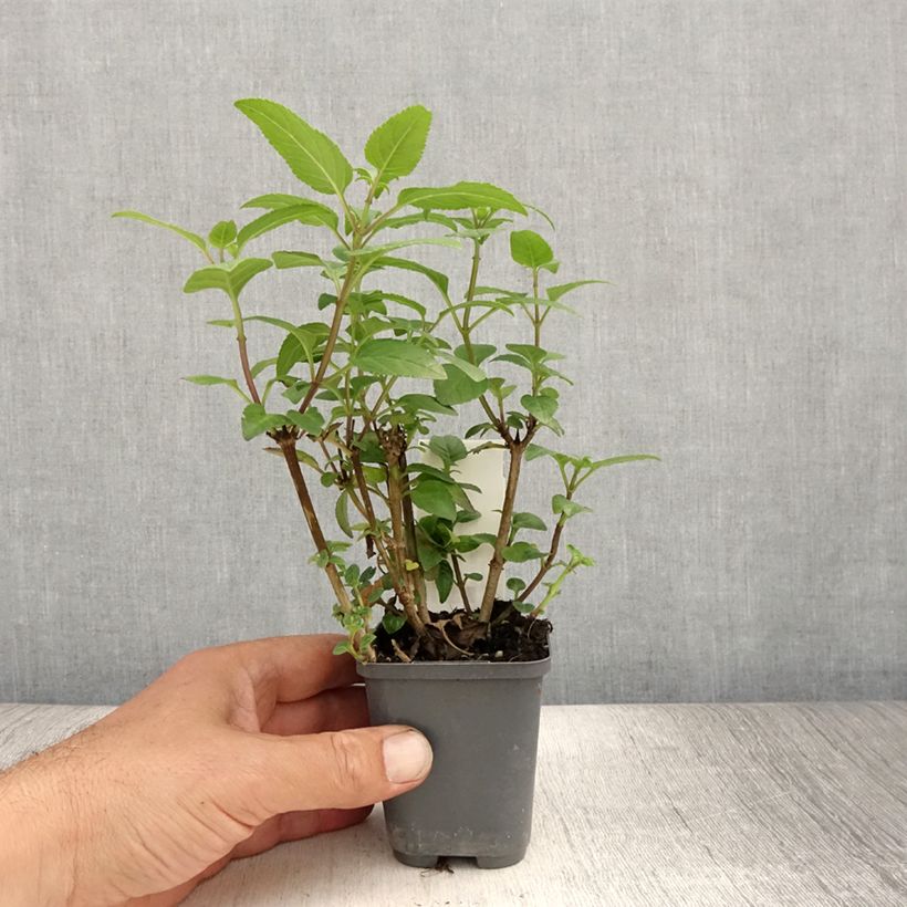 Phygelius capensis - Cape Fuchsia 8/9 cm pot sample as delivered in summer