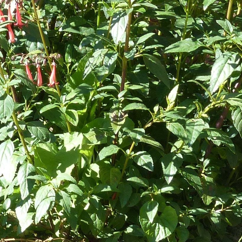 Phygelius African Queen - Cape Fuchsia (Foliage)