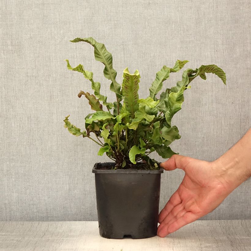 Phyllitis scolopendrium 2L/3L pot sample as delivered in summer