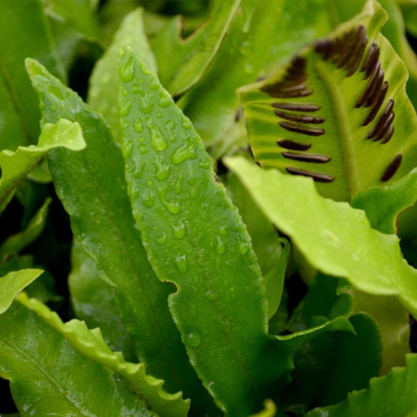 Phyllitis scolopendrium (Foliage)