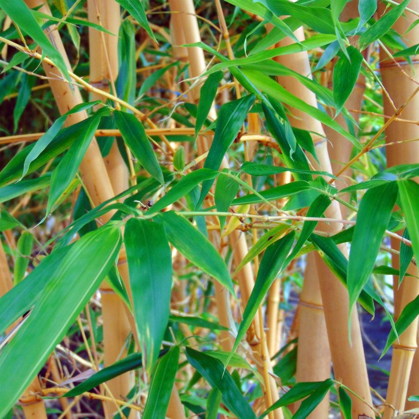 Yellow Bamboo - Phyllostachys aureosulcata Aureocaulis (Foliage)