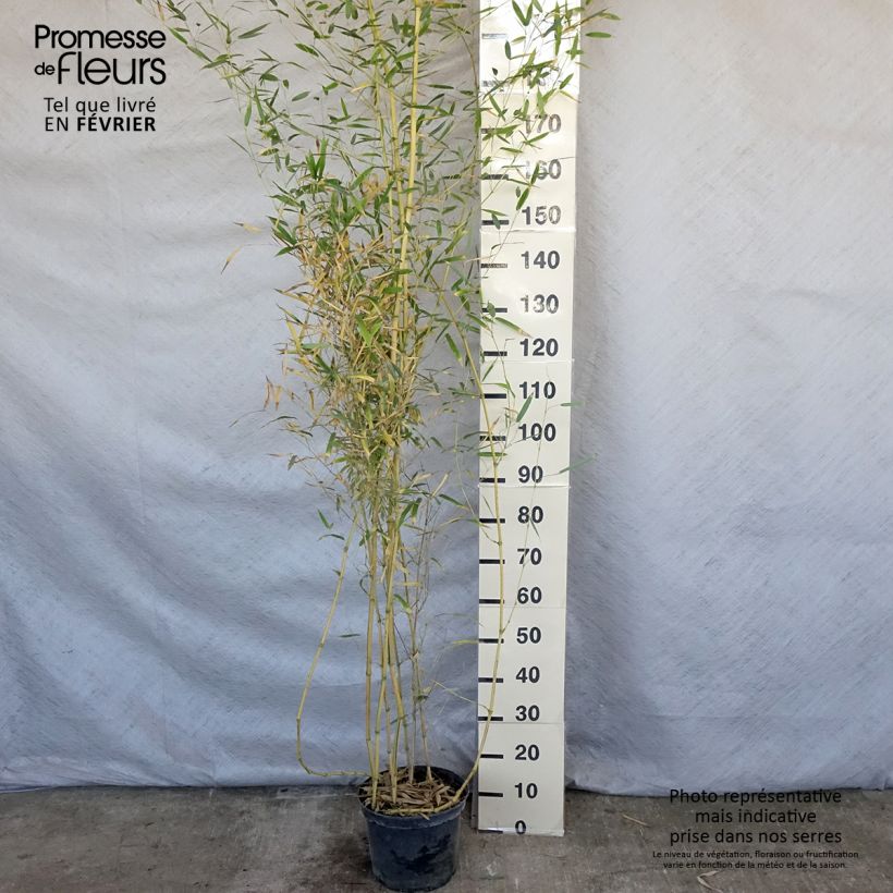 Phyllostachys aureosulcata Spectabilis - Bamboo sample as delivered in winter