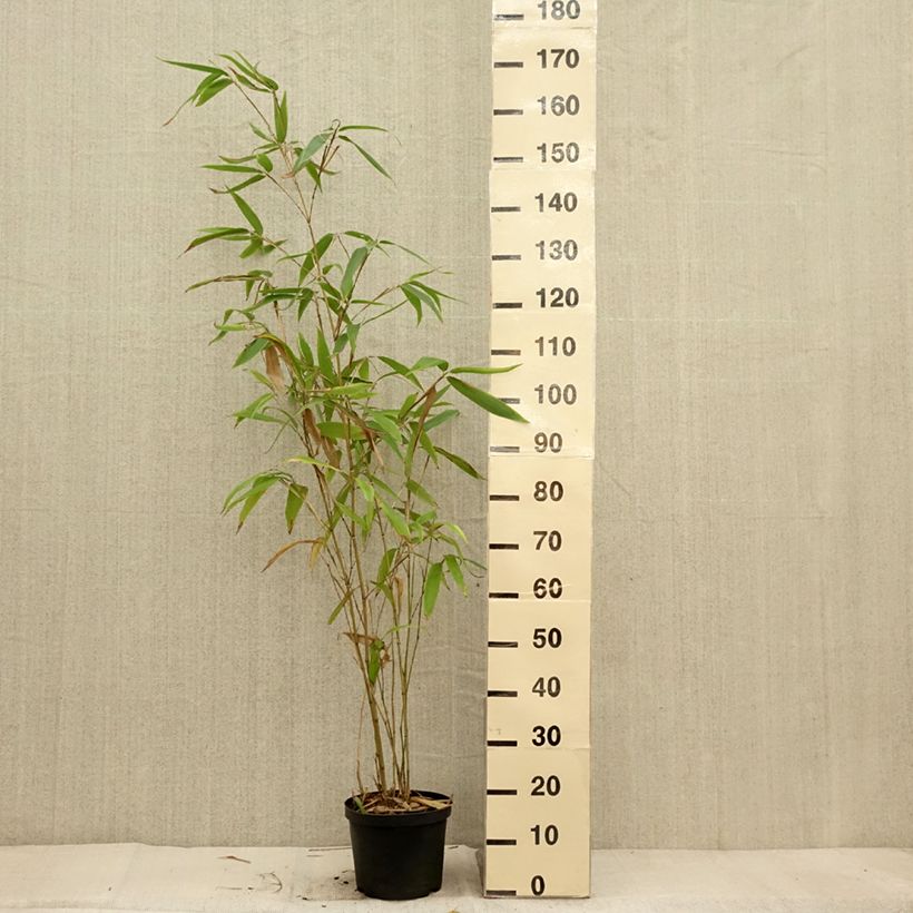 Phyllostachys edulis - Moso Bamboo 4L/5L pot sample as delivered in autumn