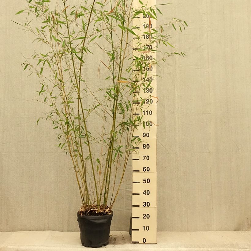 Phyllostachys flexuosa -Sinuate Bamboo 7.5L/10L pot sample as delivered in summer