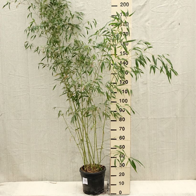 Phyllostachys flexuosa -Sinuate Bamboo sample as delivered in spring