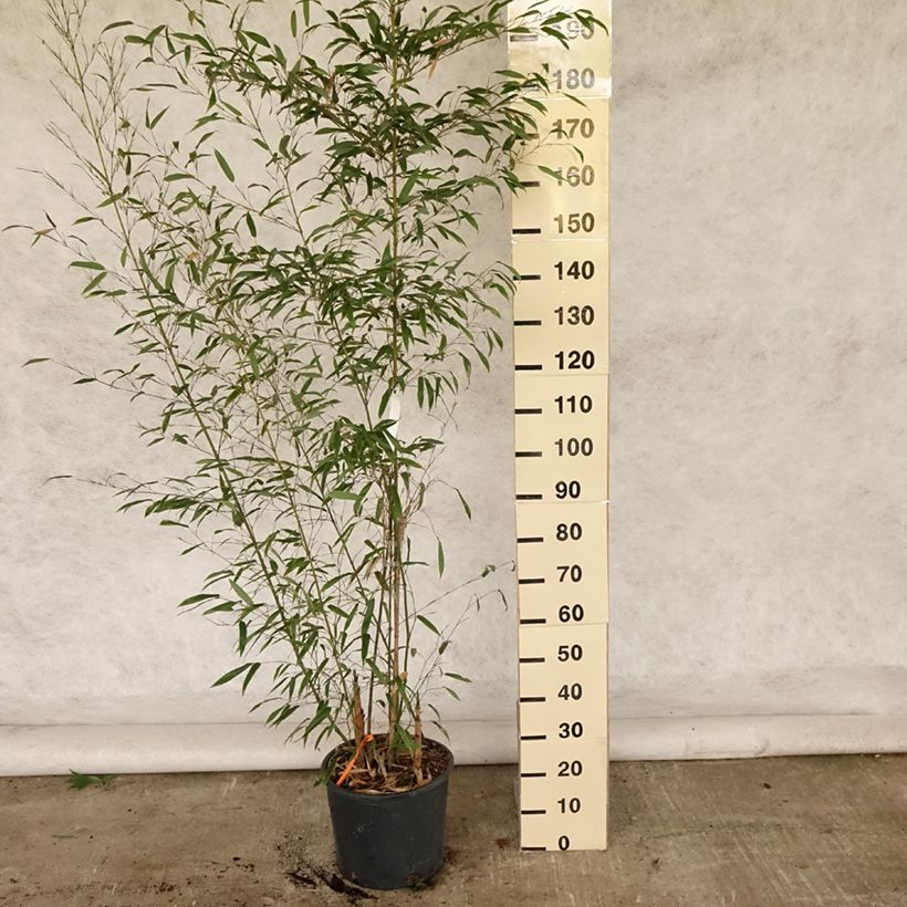 Phyllostachys nigra Boryana - Black Bamboo 7.5L/10L pot sample as delivered in summer