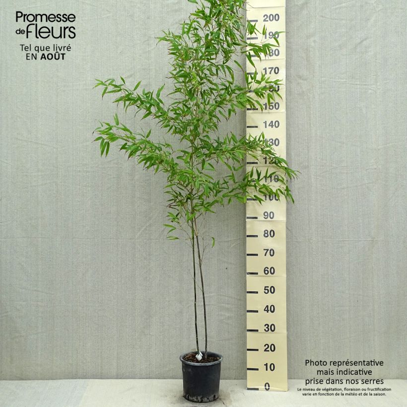 Phyllostachys nigra Boryana - Black Bamboo 4L/5L pot sample as delivered in summer