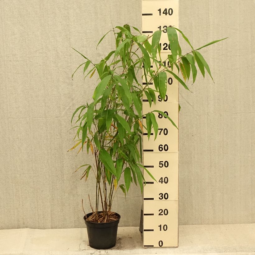 Phyllostachys parviflora - Giant Bamboo 7.5L/10L pot sample as delivered in summer