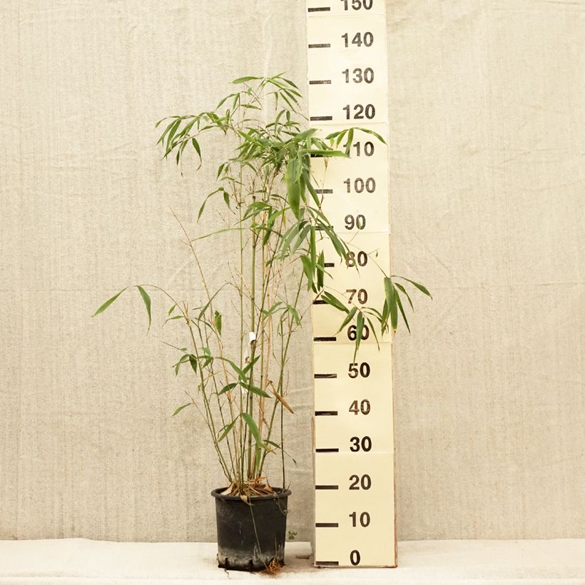 Phyllostachys rubromarginata 4L/5L pot sample as delivered in spring