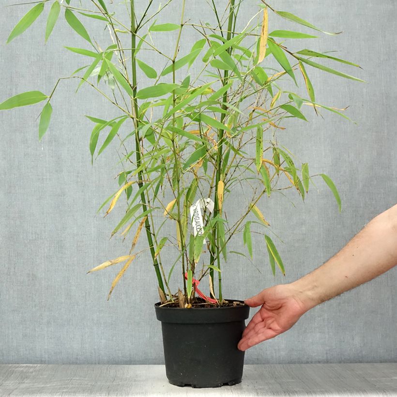 Phyllostachys viridiglaucescens - Green-glaucous Bamboo 4L/5L pot sample as delivered in summer