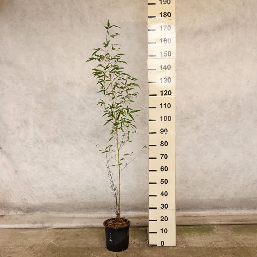 Phyllostachys viridis Sulphurea - Golden Chinese Bamboo 4L/5L pot sample as delivered in autumn