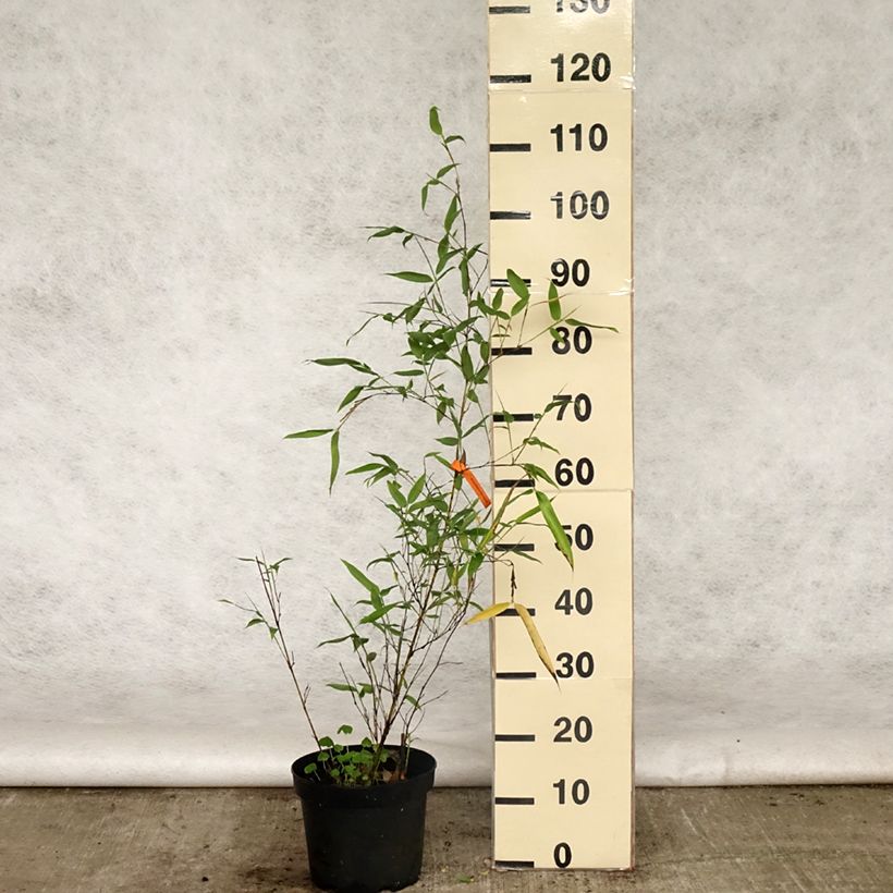 Phyllostachys viridis Sulphurea - Golden Chinese Bamboo 4L/5L pot sample as delivered in spring