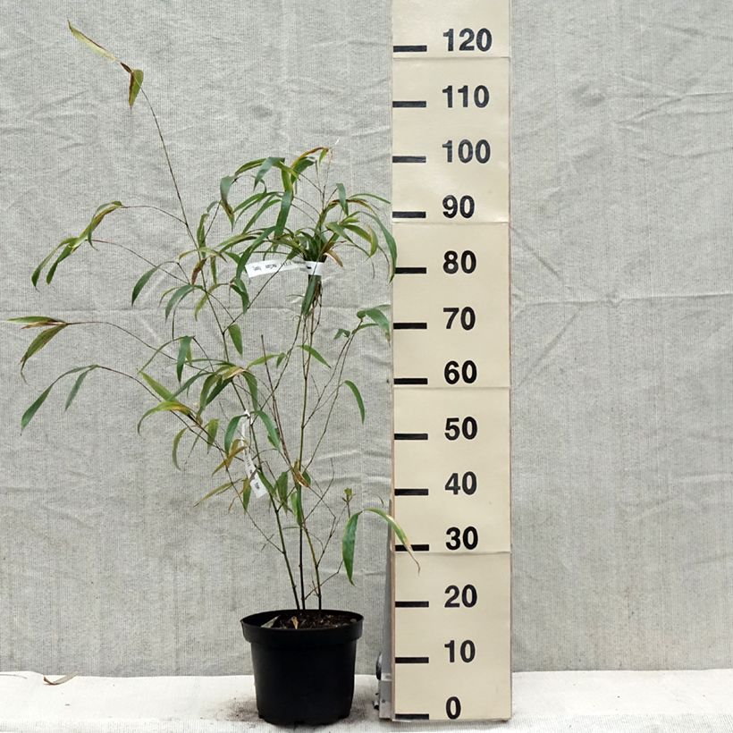 Phyllostachys vivax MacClure - Golden Chinese Timber Bamboo 4L/5L pot sample as delivered in spring