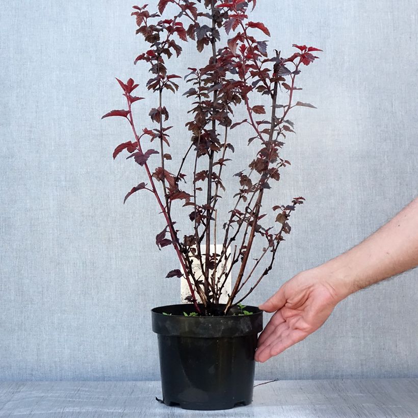 Physocarpus opulifolius Rubella - Ninebark 2L/3L pot sample as delivered in summer