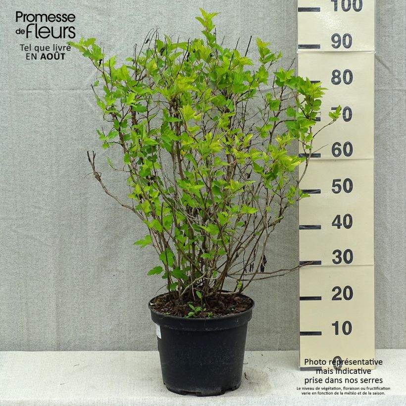 Physocarpus opulifolius Darts Gold - Ninebark 7.5L/10L pot sample as delivered in summer