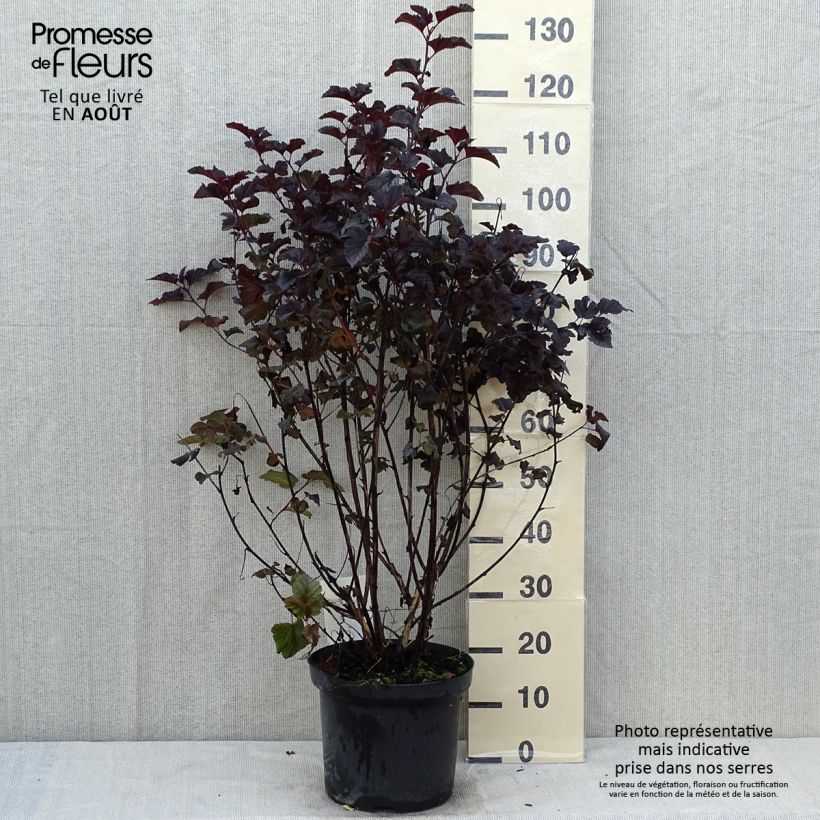 Physocarpus opulifolius Midnight - Ninebark 7.5L/10L pot sample as delivered in summer