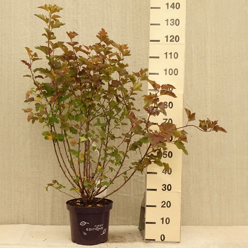 Physocarpus opulifolius Amber Jubilee - Ninebark 7.5L/10L pot sample as delivered in summer