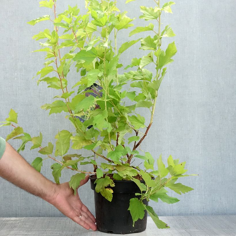 Physocarpus opulifolius Angel Gold 3L/4L pot sample as delivered in summer