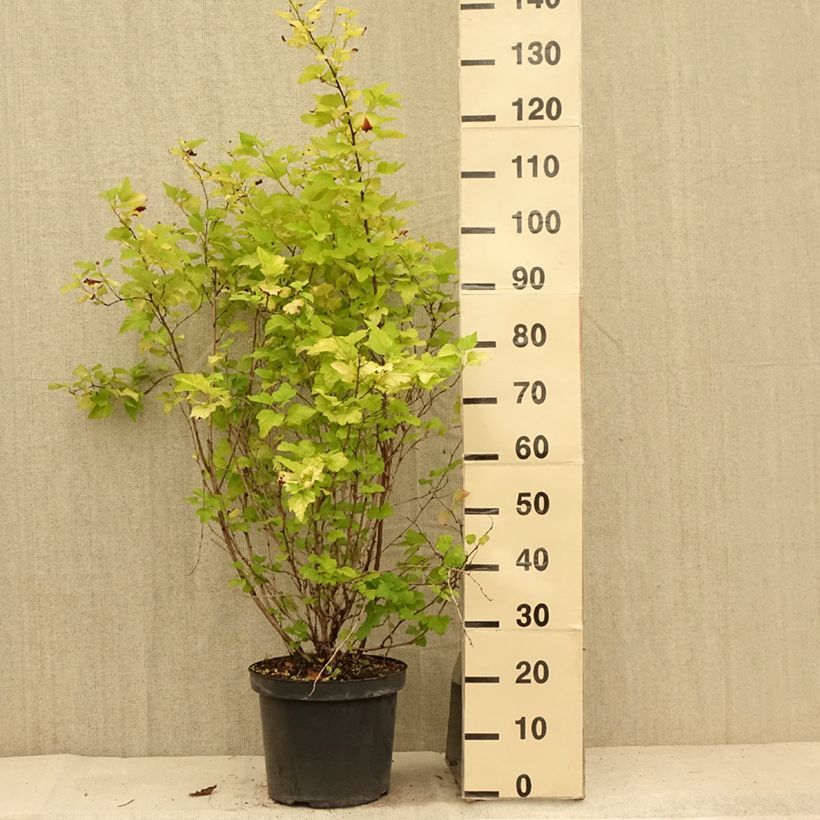 Physocarpus opulifolius Angel Gold 7.5L/10L pot sample as delivered in summer