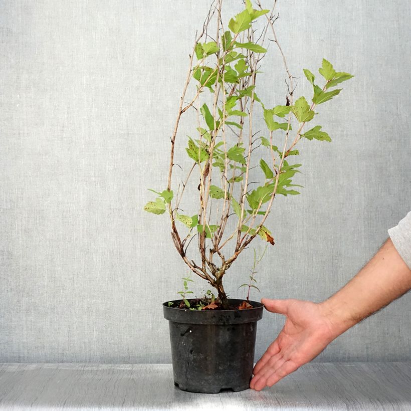 Physocarpus opulifolius Annys Gold  - Ninebark 3L/4L pot sample as delivered in autumn