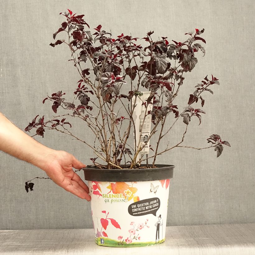Physocarpus opulifolius Black Light - Ninebark 7.5L/10L pot sample as delivered in summer