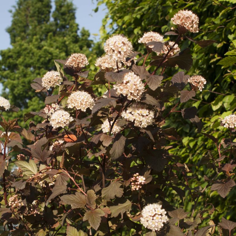 Physocarpus opulifolius Diable D'Or - Ninebark (Flowering)