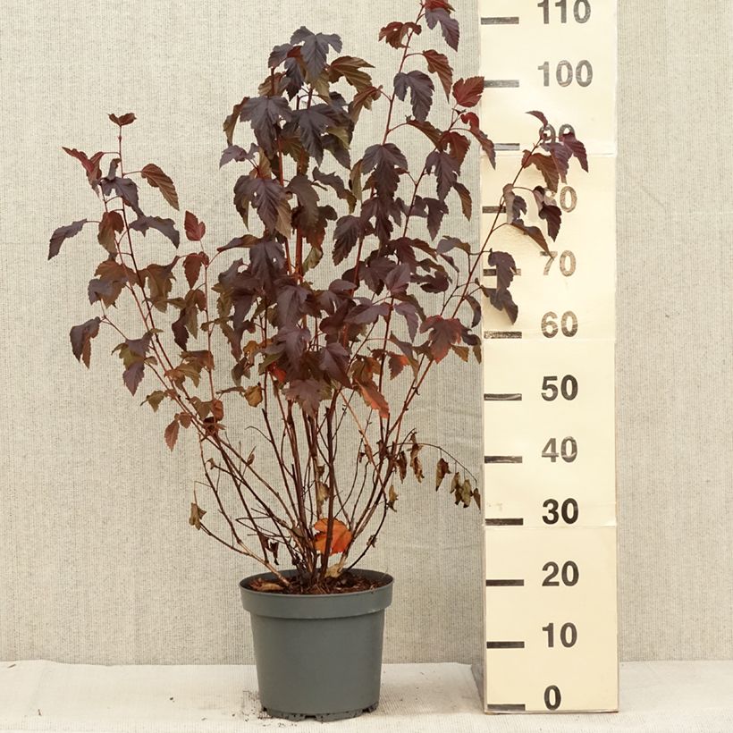 Physocarpus opulifolius Diabolo - Ninebark 6L/7L pot sample as delivered in autumn