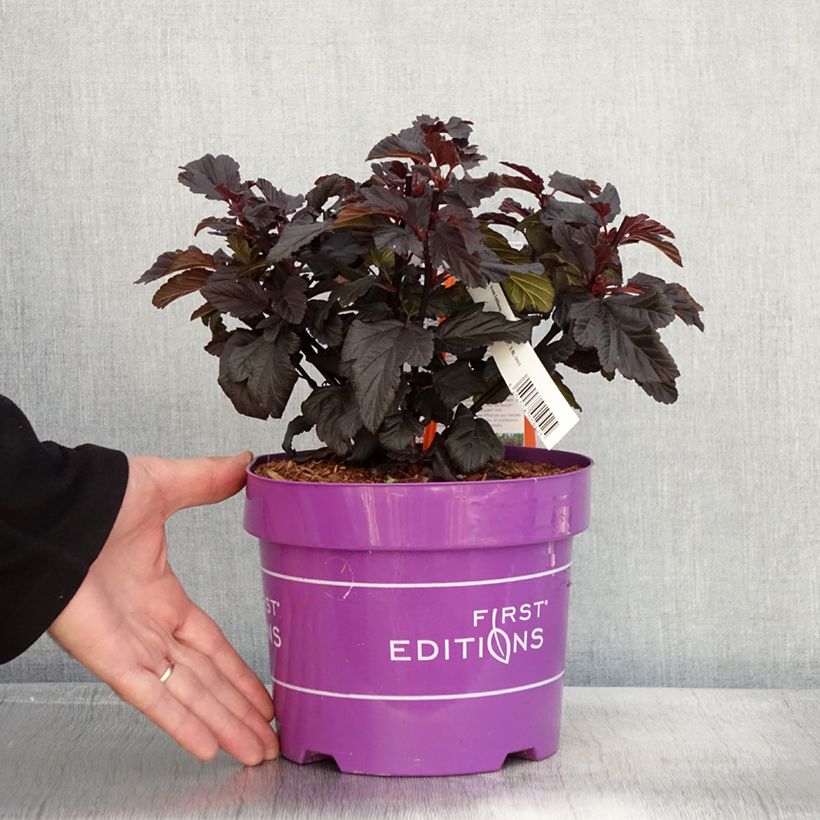 Physocarpus opulifolius Fireside 'UMN Harpell' First Editions® - Ninebark 3L/4L pot sample as delivered in autumn