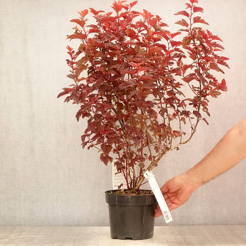Physocarpus opulifolius Little Angel - Ninebark 2L/3L pot sample as delivered in summer