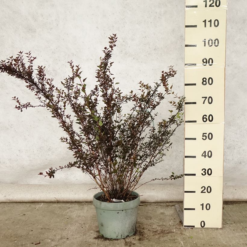 Physocarpus opulifolius Little Devil - Ninebark 7.5L/10L pot sample as delivered in summer