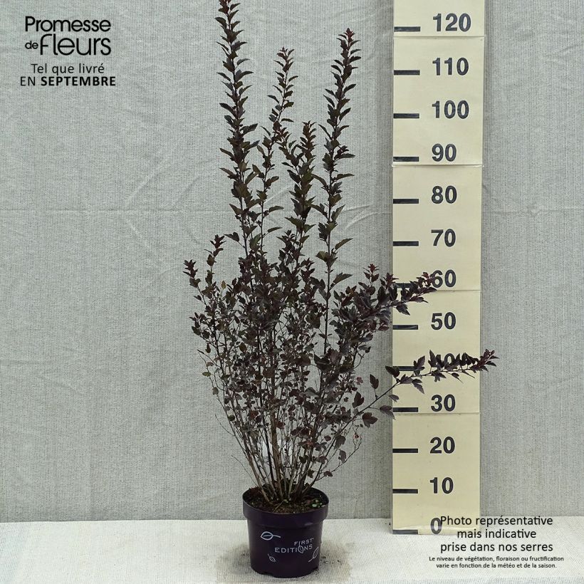 Physocarpus opulifolius Little Devil - Ninebark 3L/4L pot sample as delivered in summer