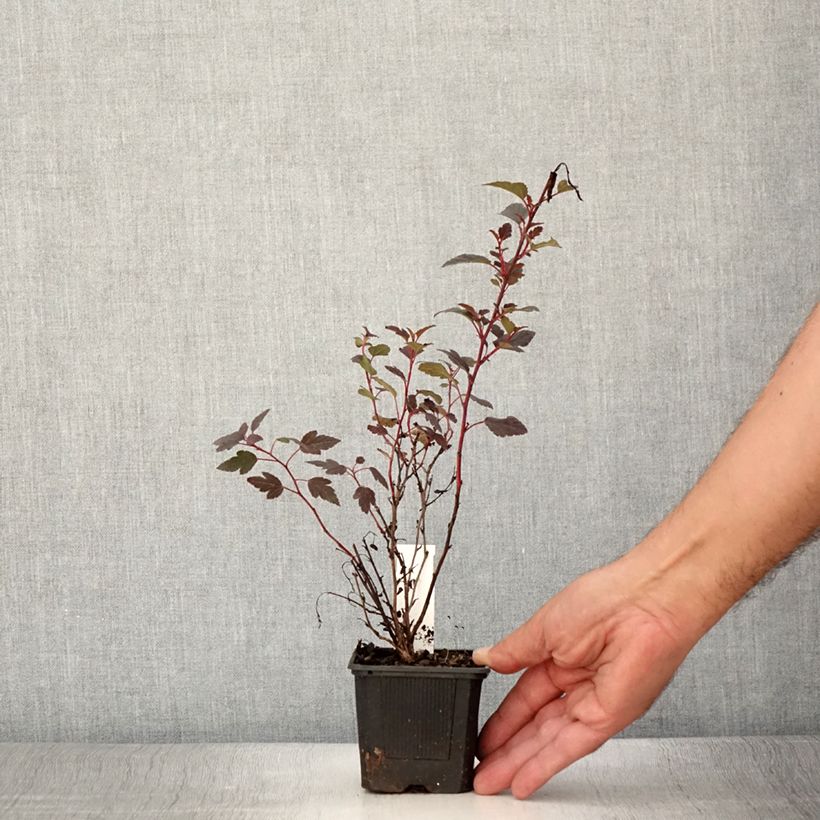 Physocarpus opulifolius Little Joker - Ninebark 8/9 cm pot sample as delivered in summer