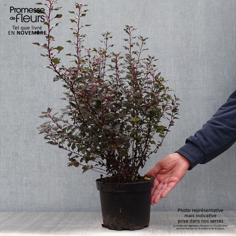 Physocarpus opulifolius Little Joker - Ninebark 2L/3L pot sample as delivered in autumn