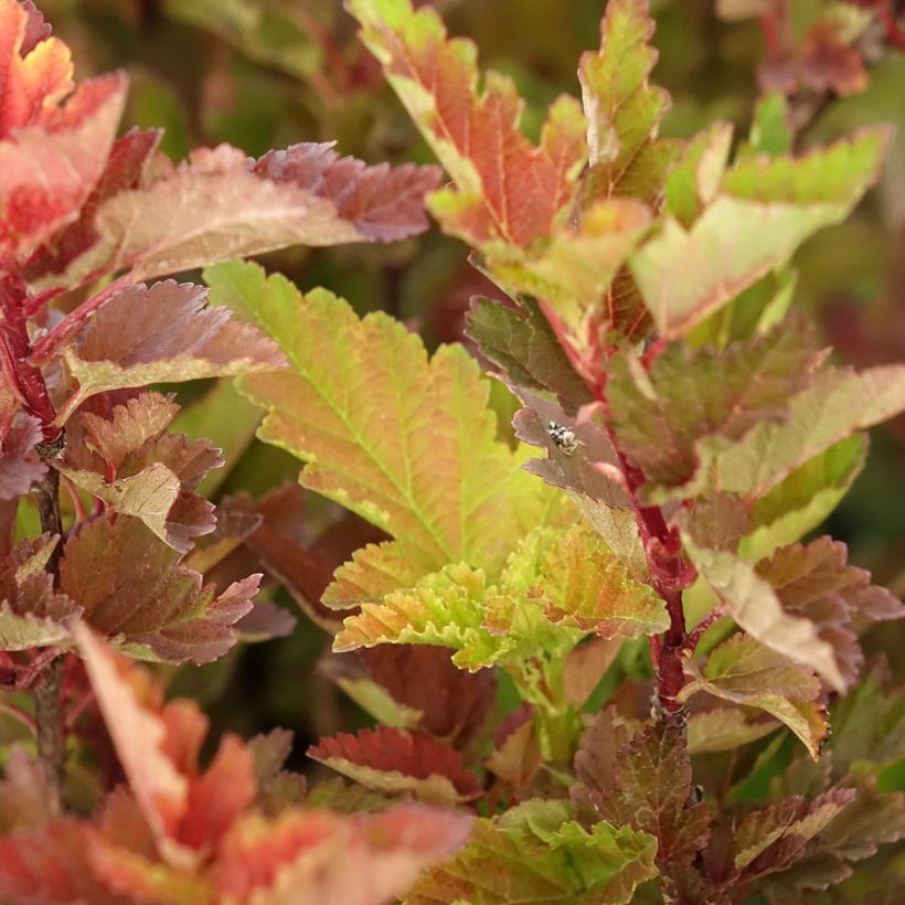 Physocarpus opulifolius 'LP2' LITTLE LEENA - Ninebark (Foliage)