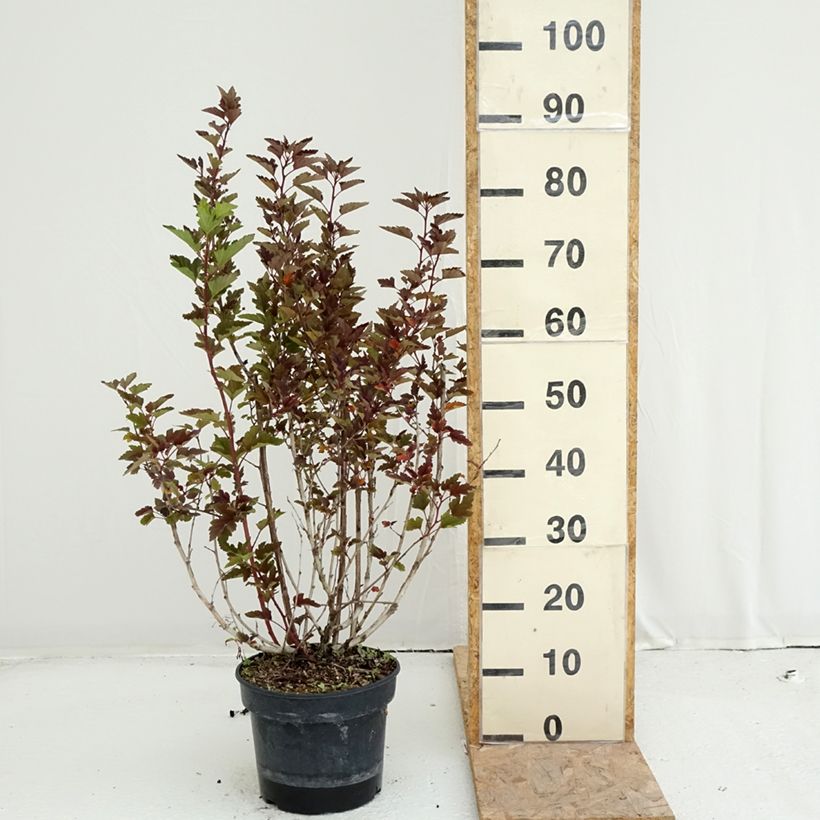 Physocarpus opulifolius 'LP2' LITTLE LEENA - Ninebark 4L/5L pot sample as delivered in summer