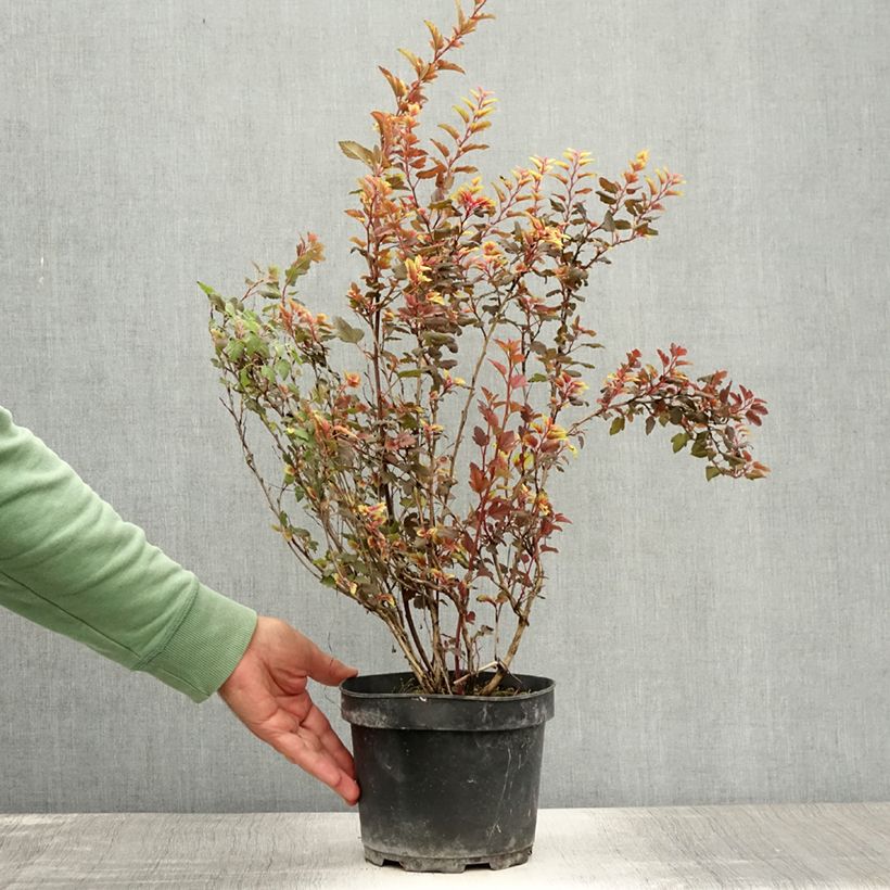 Physocarpus opulifolius Magical Sweet Cherry Tea - Ninebark 3L/4L pot sample as delivered in summer