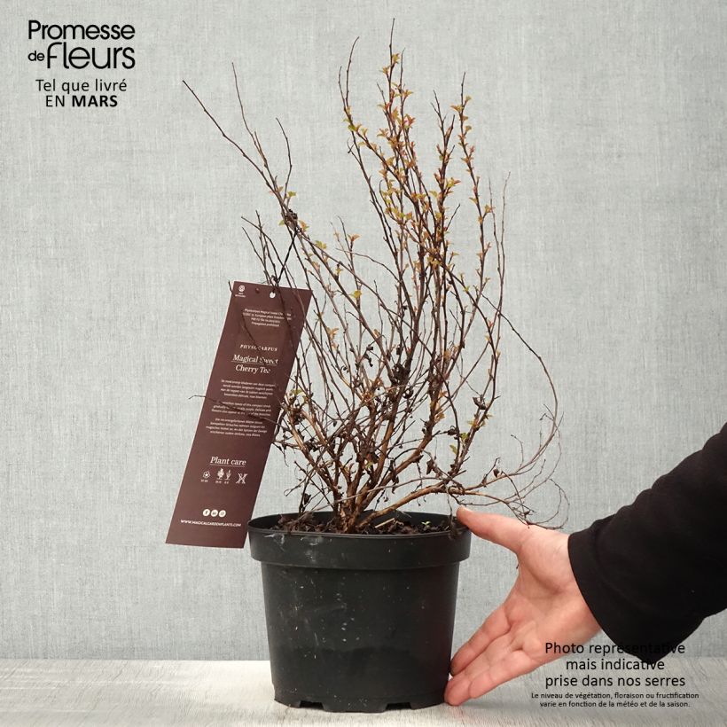 Physocarpus opulifolius Magical Sweet Cherry Tea - Ninebark sample as delivered in spring