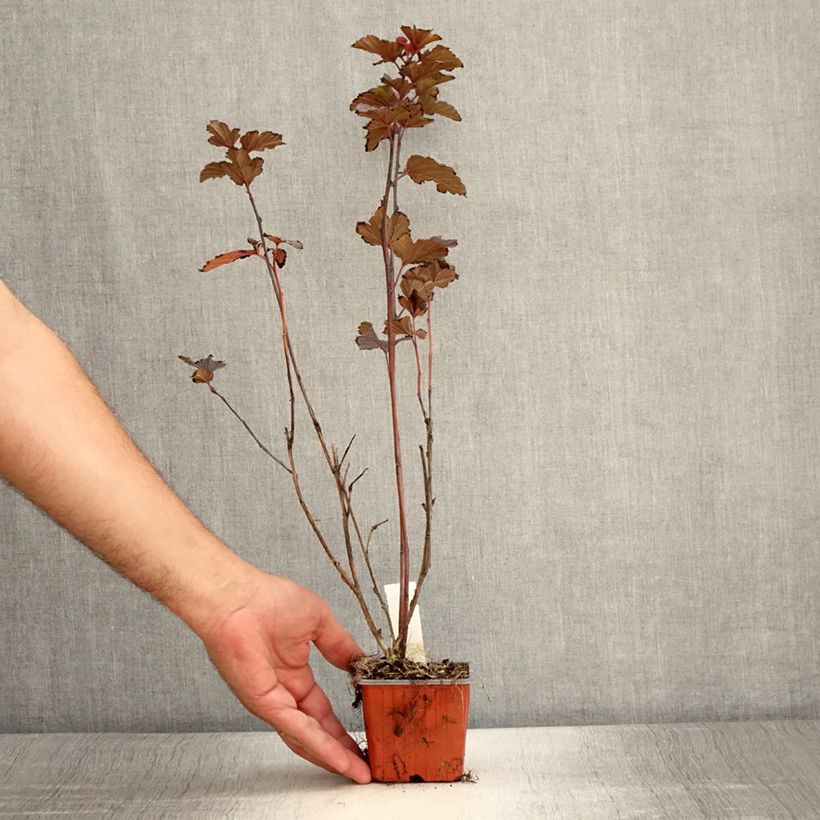 Physocarpus opulifolius Red Baron - Ninebark 8/9 cm pot sample as delivered in summer