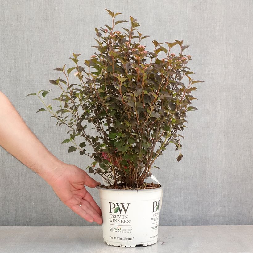 Physocarpus opulifolius Tiny Wine - Proven Winners - Ninebark 3L/4L pot sample as delivered in spring