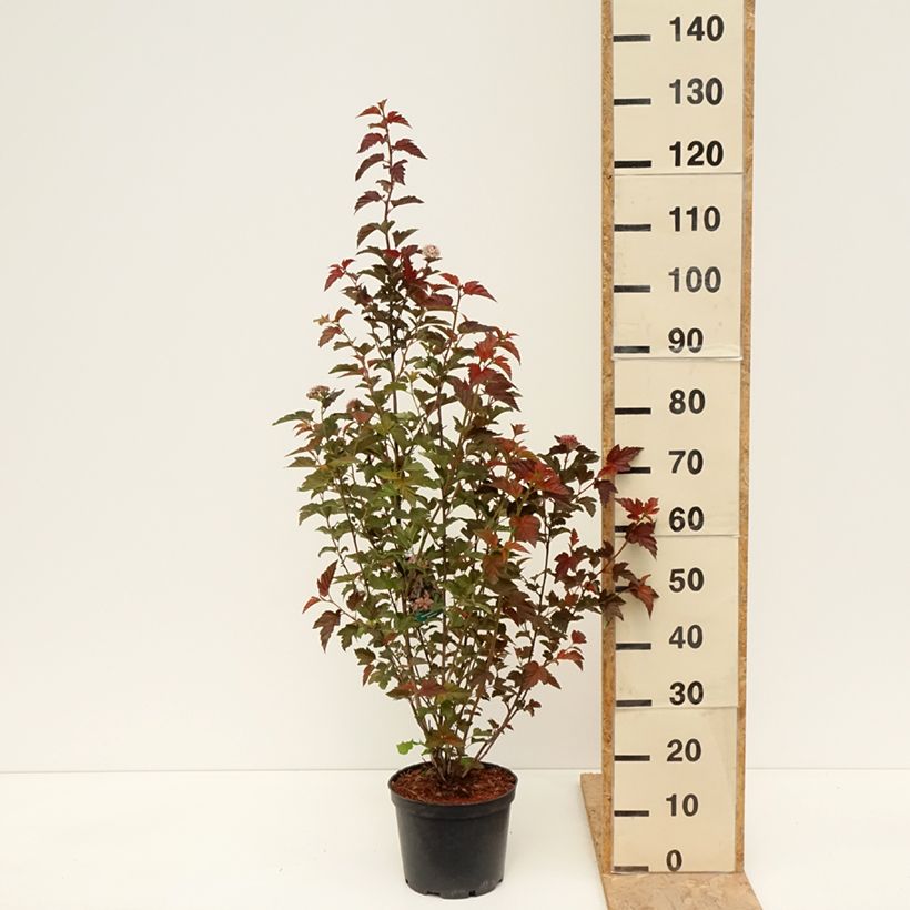 Physocarpus opulifolius Zdechovice - Ninebark 3L/4L pot sample as delivered in spring