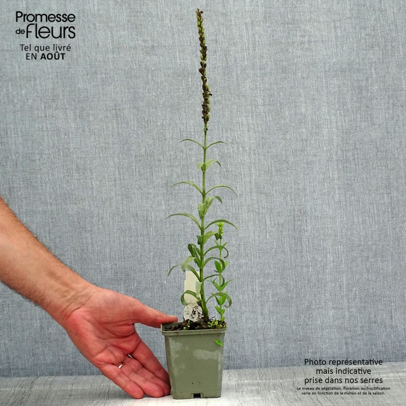 Physostegia virginiana Miss Manners - Obedient Plant 8/9 cm pot sample as delivered in summer