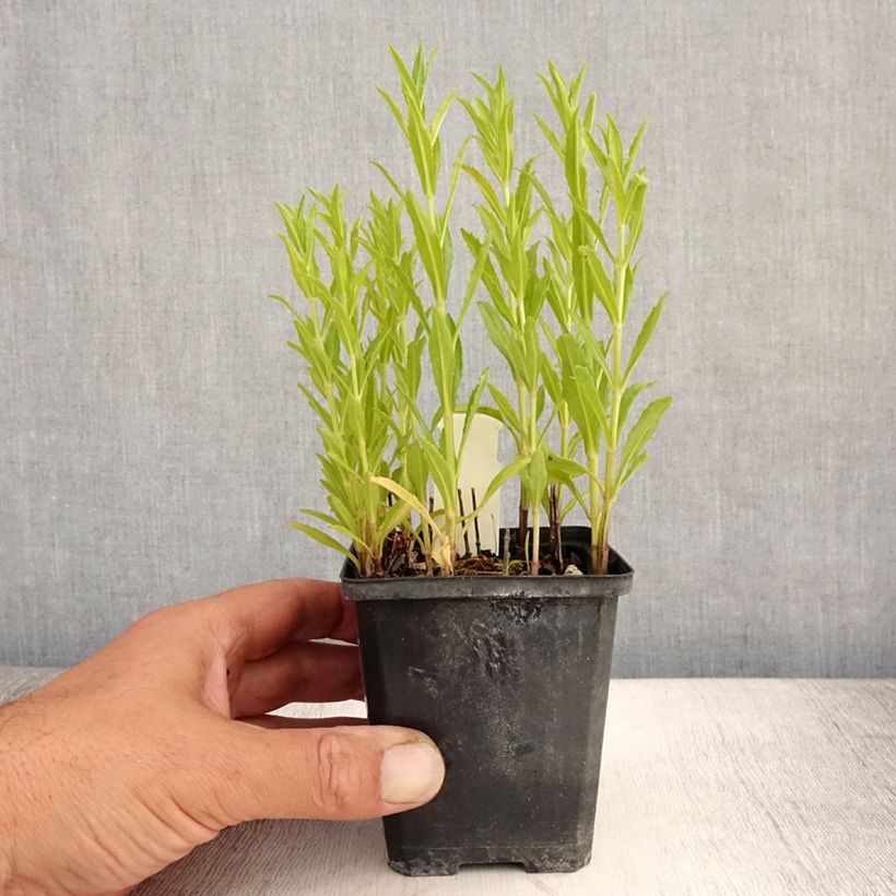 Physostegia virginiana Red Beauty - Obedient Plant 8/9 cm pot sample as delivered in summer