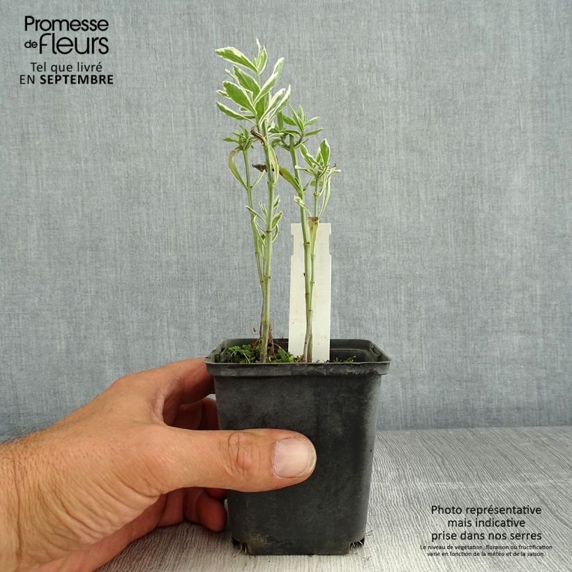 Physostegia virginiana Variegata - Obedient Plant 8/9 cm pot sample as delivered in summer