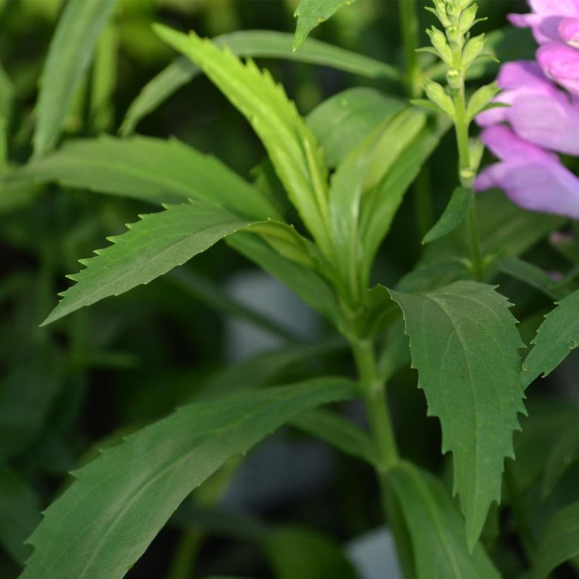 Physostegia virginiana Vivid - Obedient Plant (Foliage)