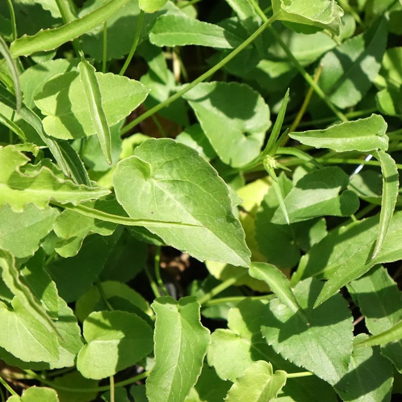 Phyteuma scheuchzeri (Foliage)