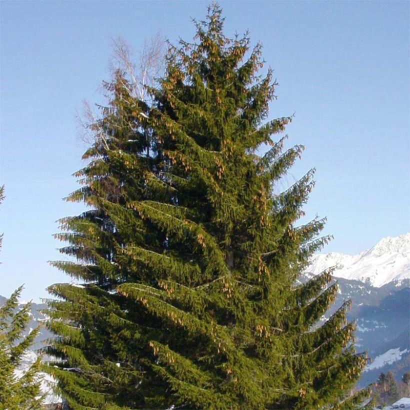 Picea abies - Norway Spruce (Plant habit)