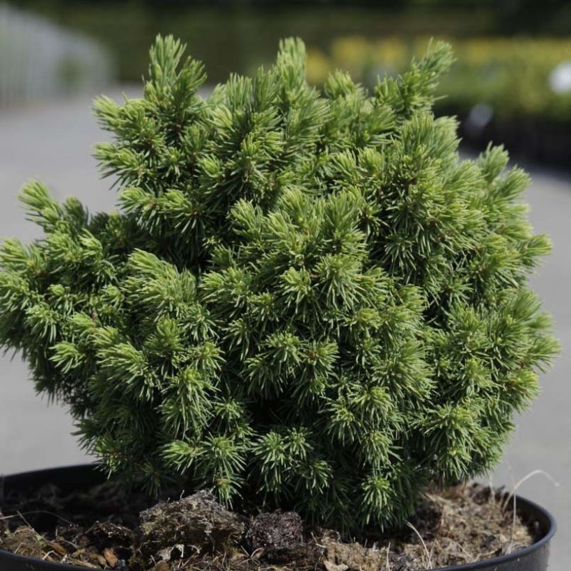 Picea glauca Jalako Gold - White Spruce (Foliage)